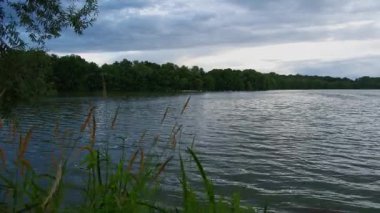 Rüzgarlı bir günde kamışlı ve uzun ağaçlı göl manzarası. Gün batımında gölü olan güzel bir manzara..