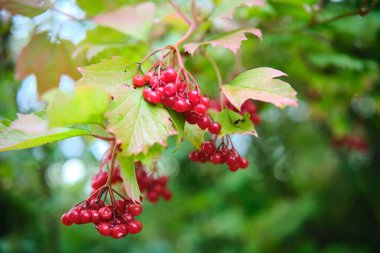 Yeşillik yeşilliklerle çevrili bir dalda canlı kırmızı meyveler, doğal güzellikleri gözler önüne seriyor.