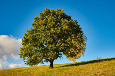 Mavi Gök Altındaki Yalnız Ağaç Doğal Arazi Huzur ve Huzurlu Açık Hava Ortamı. Mavi gökyüzü ile yeşil tepede yapayalnız ağaç.