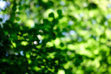 Yeşil bokeh arka plan doğa orman odak dışı