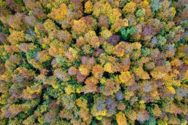 Sonbahar ormanının tepeden aşağı manzarası. Vahşi doğada ladin ağaçlarının üzerinden uçan drone atışı. Doğa fotoğrafı..