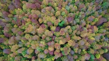 Sonbahar ormanının tepeden aşağı manzarası. Vahşi doğada ladin ağaçlarının üzerinden uçan drone atışı. Doğa manzarası görüntüleri.
