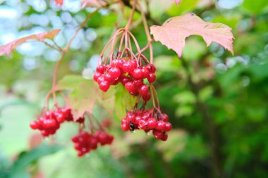 Yeşillik yeşilliklerle çevrili bir dalda canlı kırmızı meyveler, doğal güzellikleri gözler önüne seriyor.