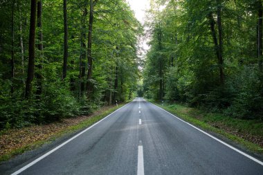 Uzun ağaçlarla kaplı huzurlu bir yol gezginleri doğada sersemletici manzaralara doğru sakin bir yolculuğa davet eder.