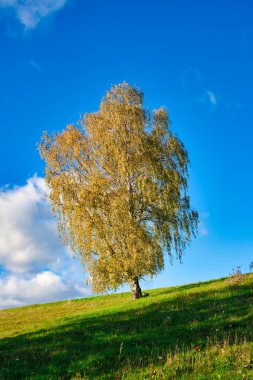 Mavi Gök Altındaki Yalnız Ağaç Doğal Arazi Huzur ve Huzurlu Açık Hava Ortamı. Mavi gökyüzü ile yeşil tepede yapayalnız ağaç.
