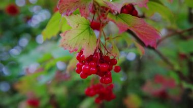 Yeşillik yeşilliklerle çevrili bir dalda canlı kırmızı meyveler, doğal güzellikleri gözler önüne seriyor.