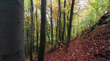 Bir insanın yeşil yaprakları ve yaprakları olan bir parkta yürürken ki görüntüsü.
