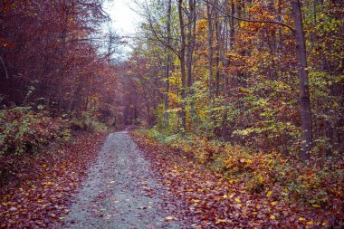 Güneşli bir günde sonbahar parkında renkli bir ağaç sokak. Sonbahar, Parktaki Altın Ağaçlar.