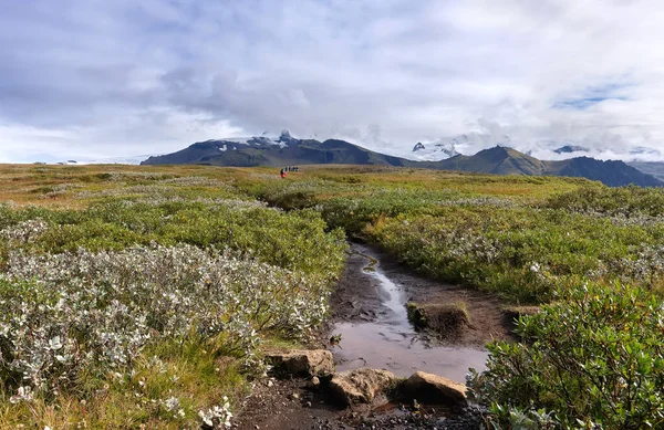 Ісландський Краєвид Група Туристів Гірській Прогулянці Долині Чорними Кущами — стокове фото
