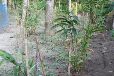 cardamon tree farm on field for farming