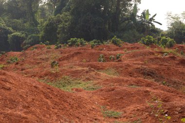 Doğayla iç içe bataklıklar
