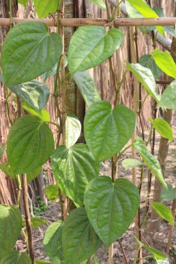 Hasat için çiftlikte lezzetli ve sağlıklı betel yaprağı