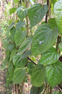 Hasat için çiftlikte lezzetli ve sağlıklı betel yaprağı