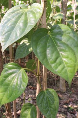 Hasat için çiftlikte lezzetli ve sağlıklı betel yaprağı