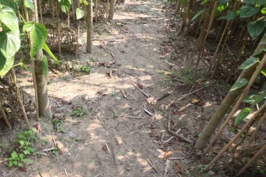 Hasat için çiftlikte lezzetli ve sağlıklı betel yaprağı