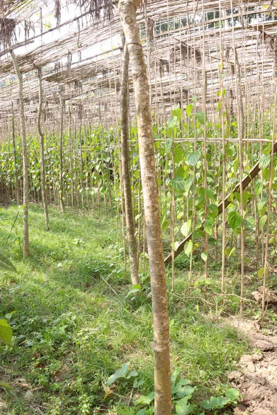 农场上美味健康的槟榔叶供收割 — 图库照片