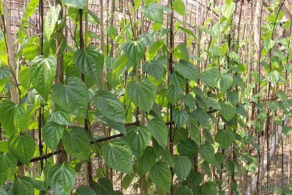 Hasat için çiftlikte lezzetli ve sağlıklı betel yaprağı