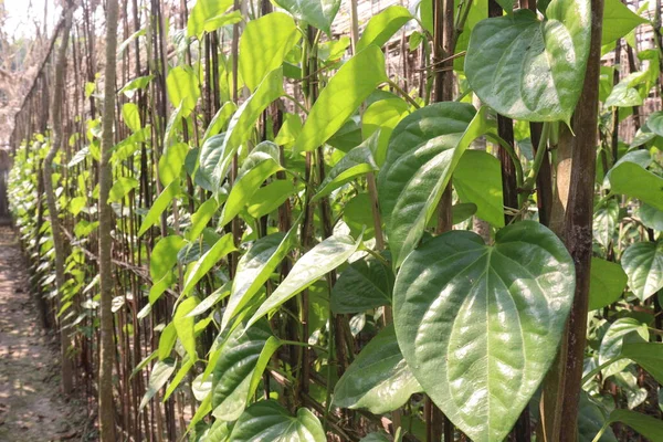 stock image tasty and healthy betel leaf on farm for harvest