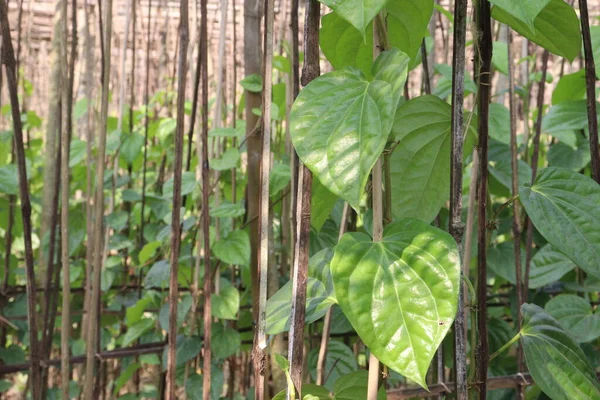 stock image tasty and healthy betel leaf on farm for harvest