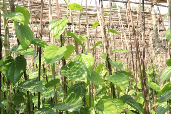 Hasat için çiftlikte lezzetli ve sağlıklı betel yaprağı