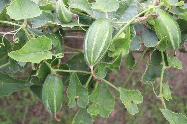 # Çiftlikte hasat için ağaçta yeşil benekli kabak #