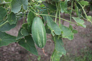 # Çiftlikte hasat için ağaçta yeşil benekli kabak #