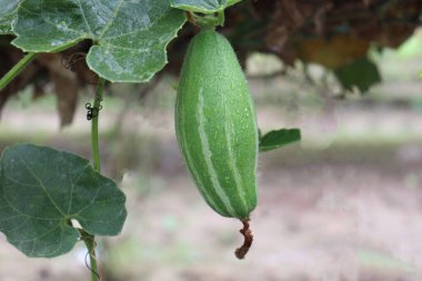 # Çiftlikte hasat için ağaçta yeşil benekli kabak #