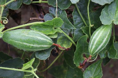 # Çiftlikte hasat için ağaçta yeşil benekli kabak #