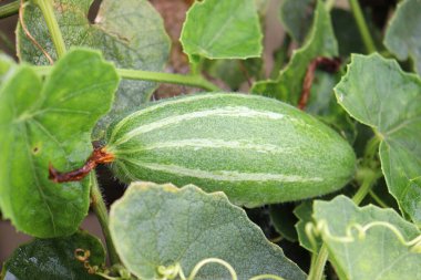 # Çiftlikte hasat için ağaçta yeşil benekli kabak #