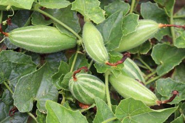 # Çiftlikte hasat için ağaçta yeşil benekli kabak #