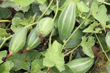 # Çiftlikte hasat için ağaçta yeşil benekli kabak #