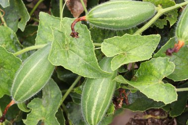 # Çiftlikte hasat için ağaçta yeşil benekli kabak #