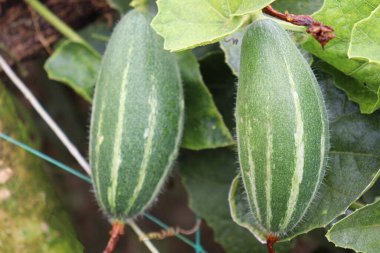 green colored pointed gourd on tree in farm for harvest