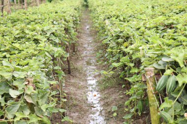 # Çiftlikte hasat için ağaçta yeşil benekli kabak #