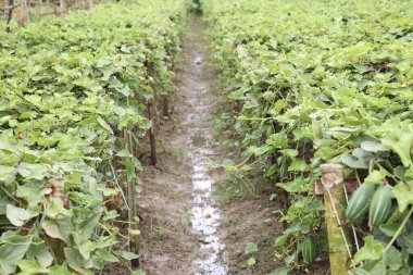 # Çiftlikte hasat için ağaçta yeşil benekli kabak #