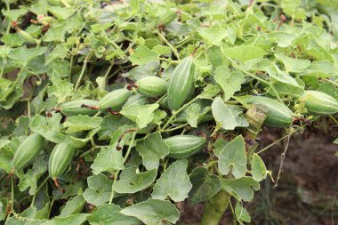 # Çiftlikte hasat için ağaçta yeşil benekli kabak #