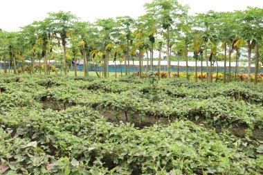 # Çiftlikte hasat için ağaçta yeşil benekli kabak #