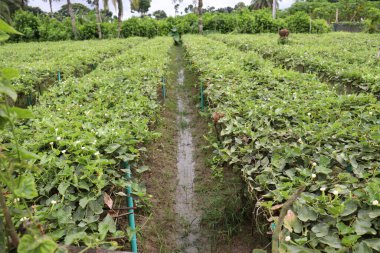 # Çiftlikte hasat için ağaçta yeşil benekli kabak #