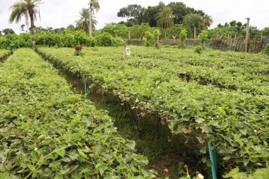 # Çiftlikte hasat için ağaçta yeşil benekli kabak #