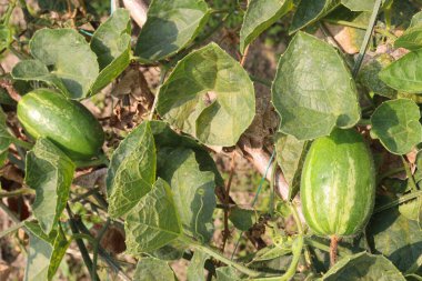 green colored pointed gourd on tree in farm for harvest