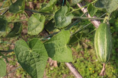 # Çiftlikte hasat için ağaçta yeşil benekli kabak #
