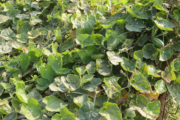 stock image green colored pointed gourd on tree in farm for harvest