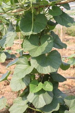 Hasat için çiftlikte lezzetli ve sağlıklı bir kabak ıspanağı.