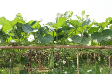 Hasat için çiftlikte lezzetli ve sağlıklı bir kabak ıspanağı.