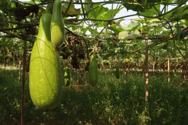 Çiftlikte hasat için lezzetli ve sağlıklı bir şişe kabağı.