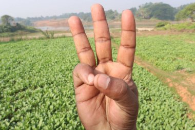 Turp tarlasında parmak hareketleriyle