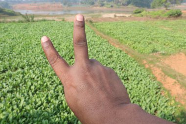 Turp tarlasında parmak hareketleriyle