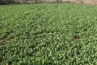 Hasat için yeşil turp çiftliği