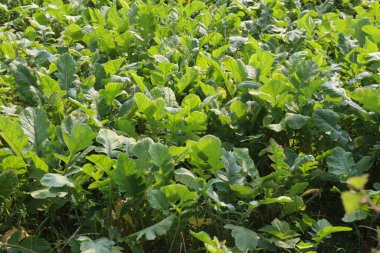 Hasat için yeşil turp çiftliği