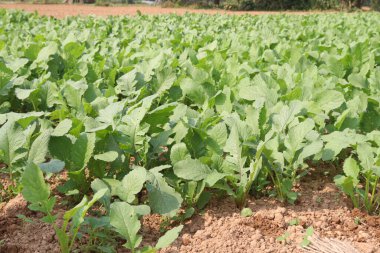 Hasat için yeşil turp çiftliği